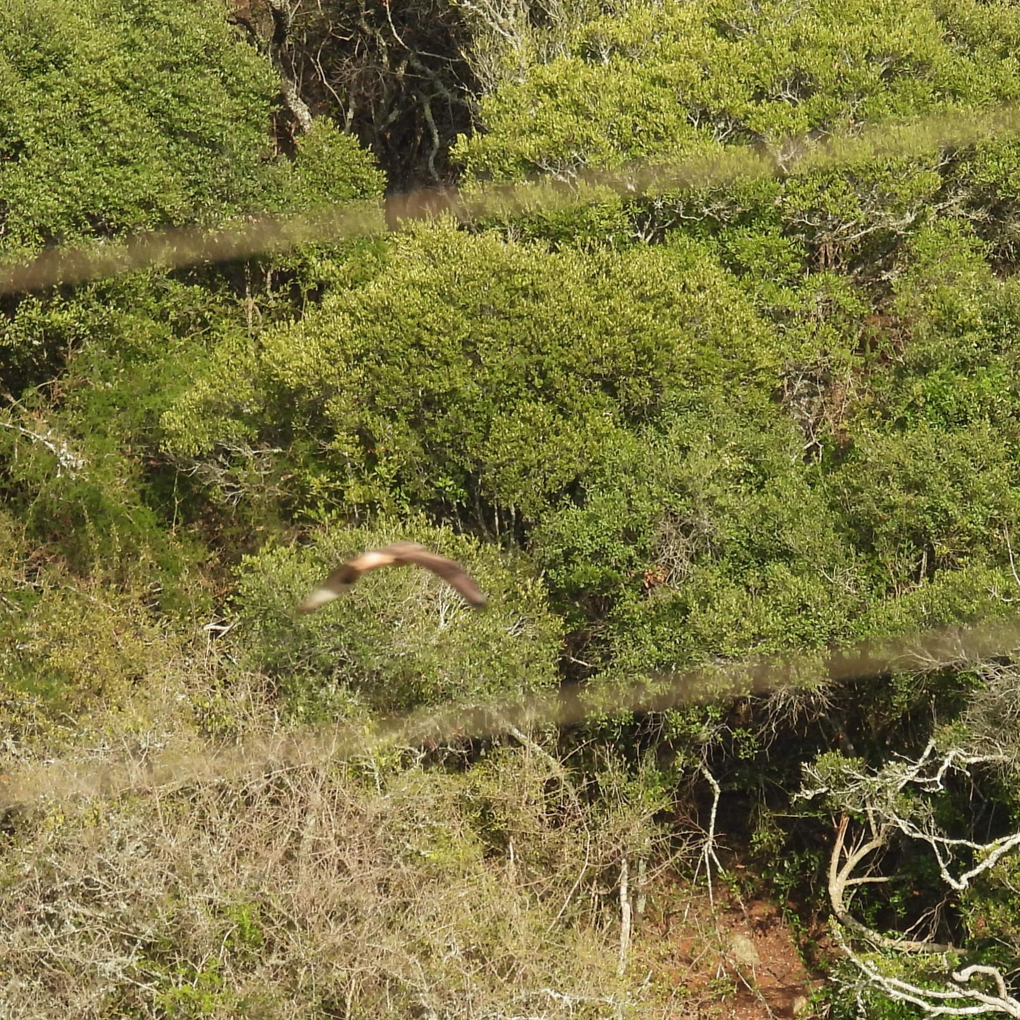 Forest Buzzard (Buteo trizonatus), photo 3