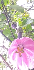 Passiflora cumbalensis