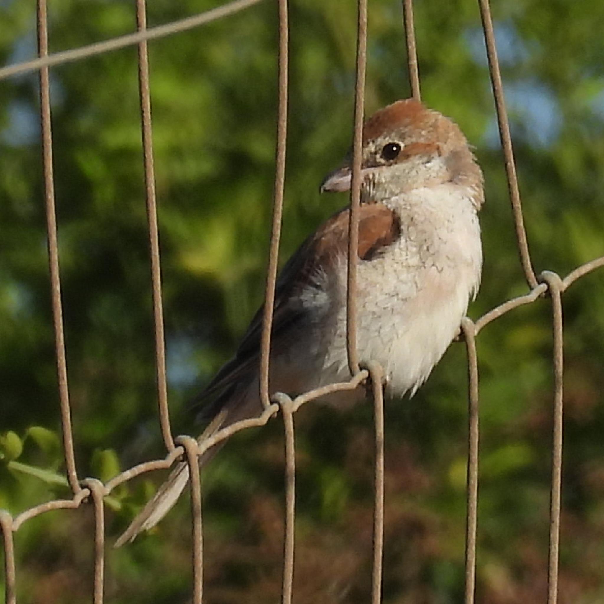 Red-backed Shrike (Lanius collurio), photo 3
