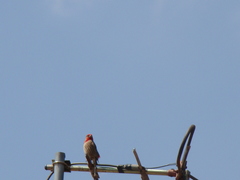 Haemorhous mexicanus