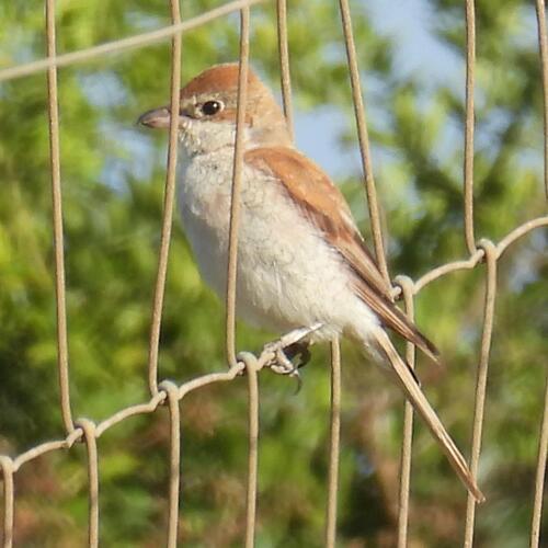 Red-backed Shrike (Lanius collurio), photo 4