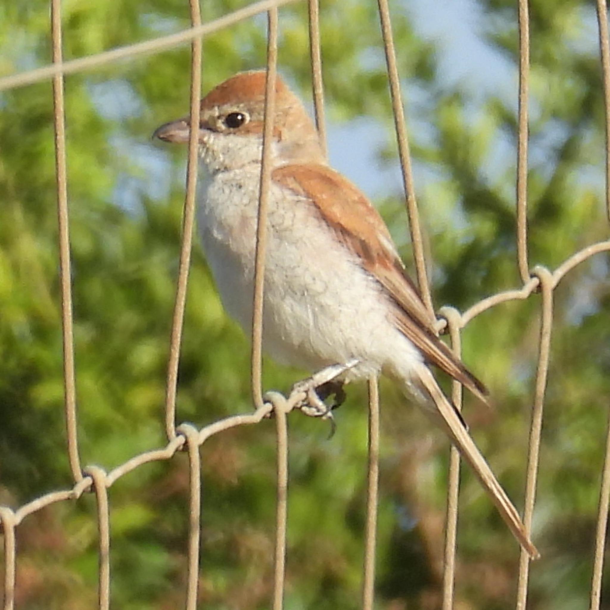 Red-backed Shrike (Lanius collurio), photo 4