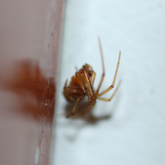 Araneae
