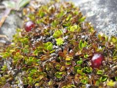Coprosma atropurpurea