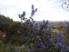 Ceanothus tomentosus olivaceus
