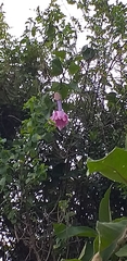 Passiflora cumbalensis