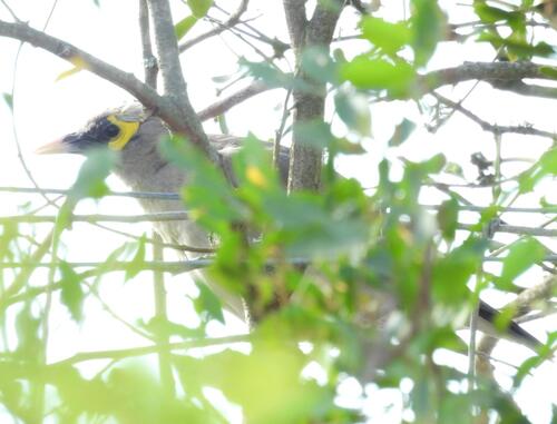 Wattled Starling (Creatophora cinerea), photo 2