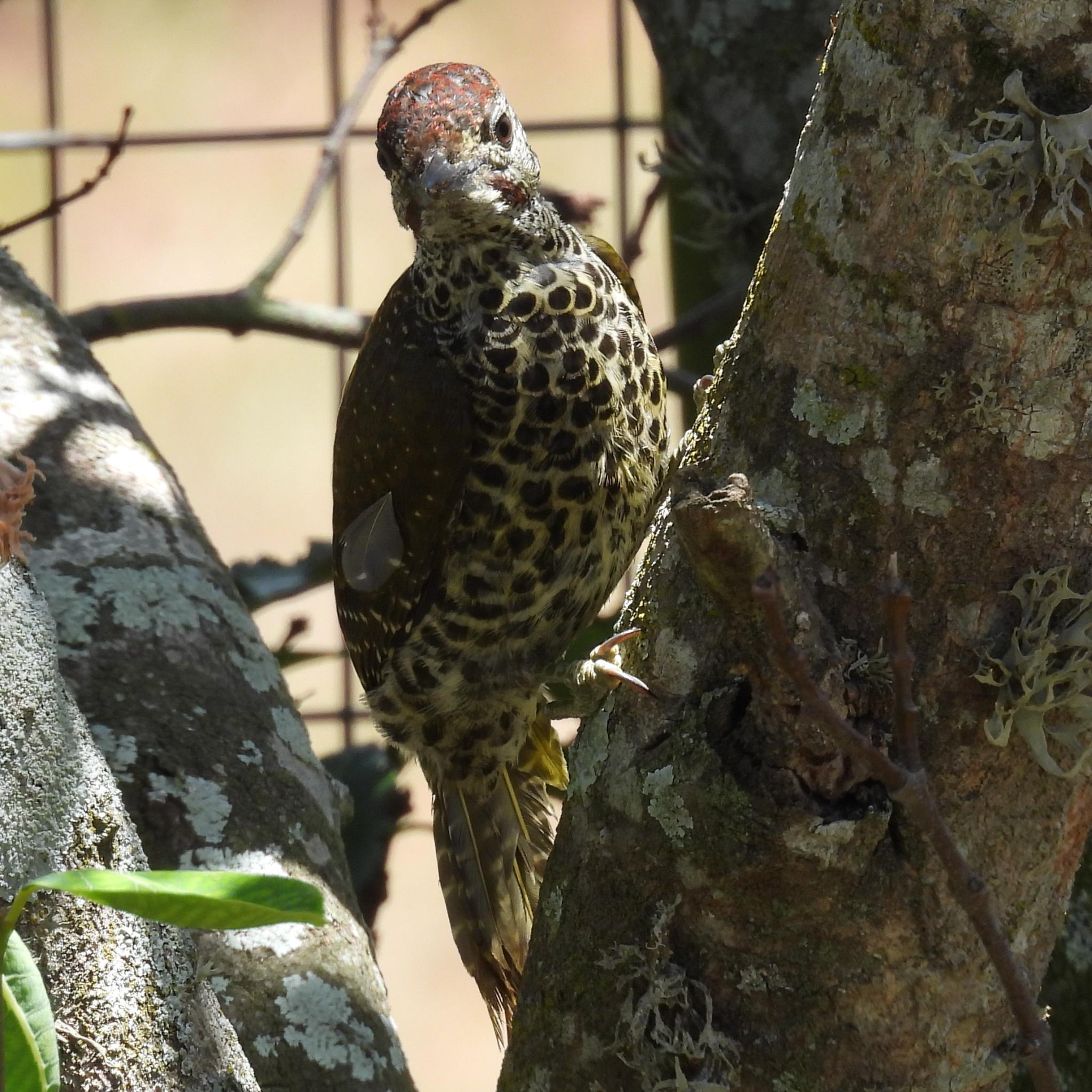 Knysna Woodpecker (Campethera notata), photo 3