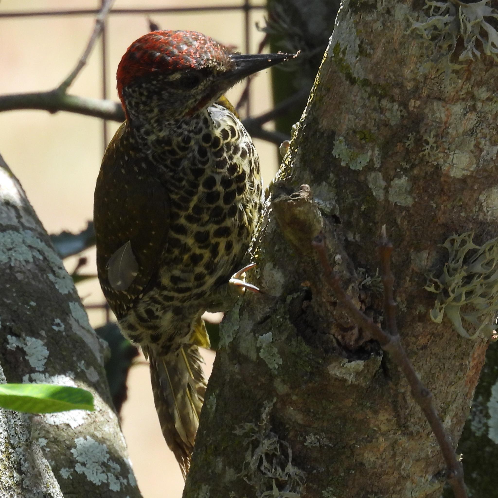 Knysna Woodpecker (Campethera notata), photo 4