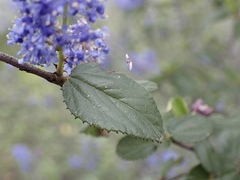 Ceanothus tomentosus olivaceus