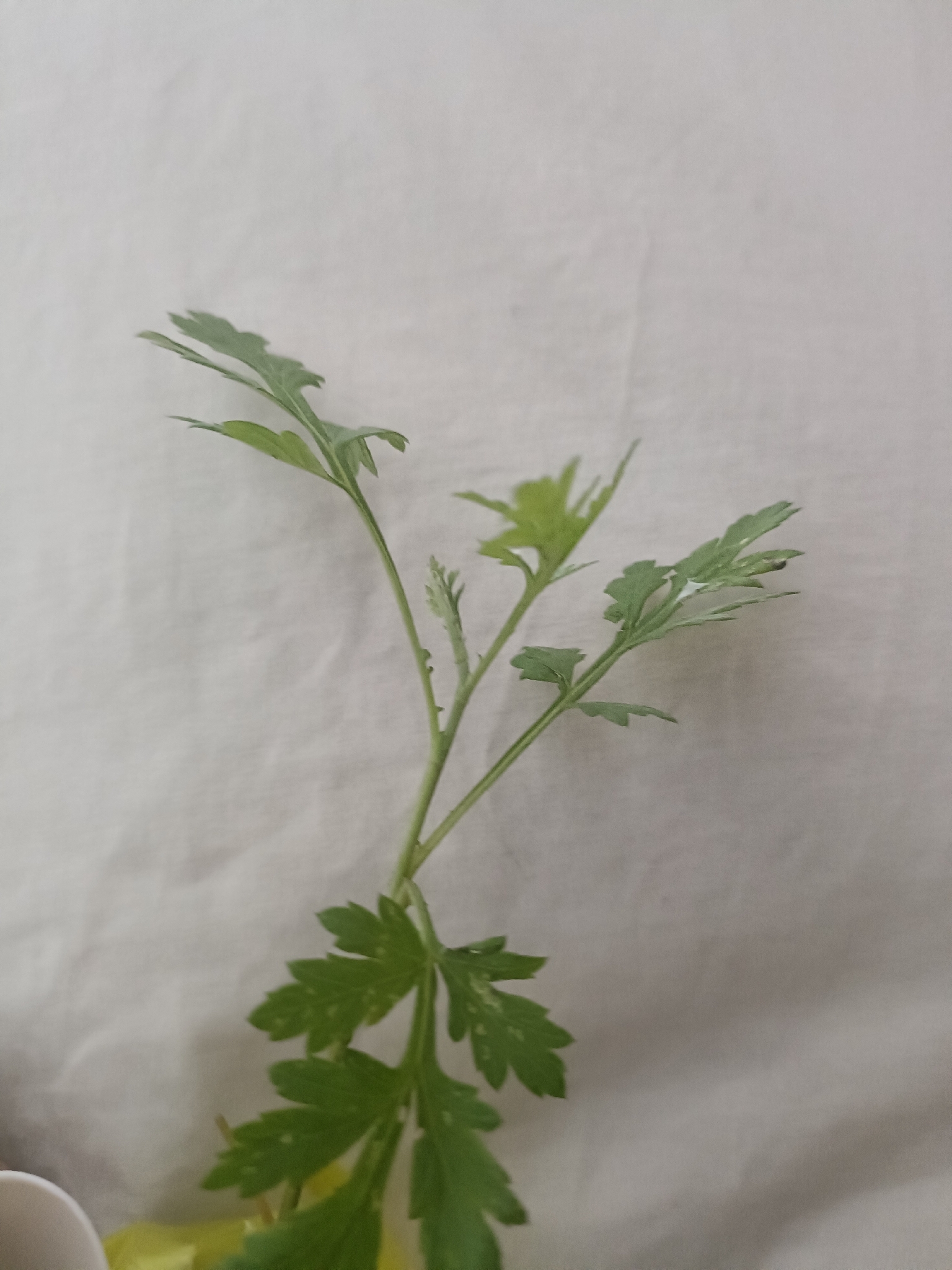 Artemisia vulgaris (Artemisia vulgaris)