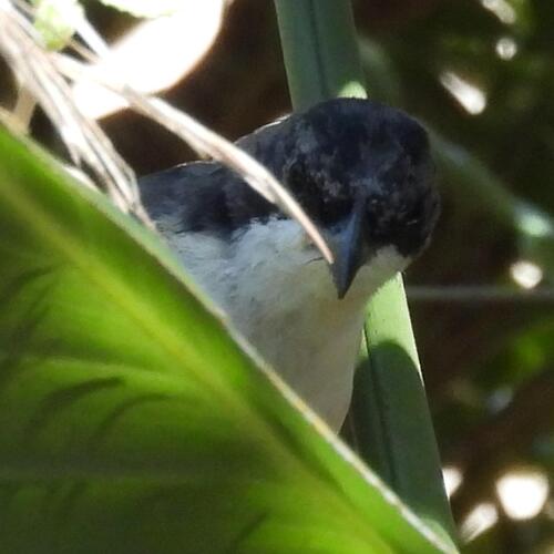 Southern Boubou (Laniarius ferrugineus), photo 3