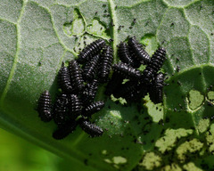 Gastrophysa cyanea