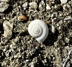 Cahuillus indioensis