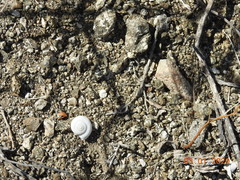 Cahuillus indioensis