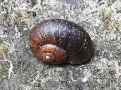Neocyclotus dysoni