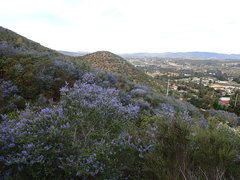 Ceanothus tomentosus olivaceus