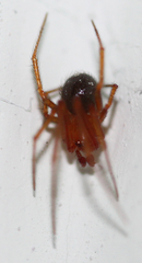 Araneae