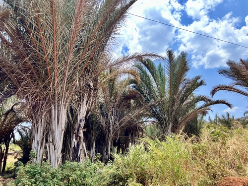 Raphia farinifera
