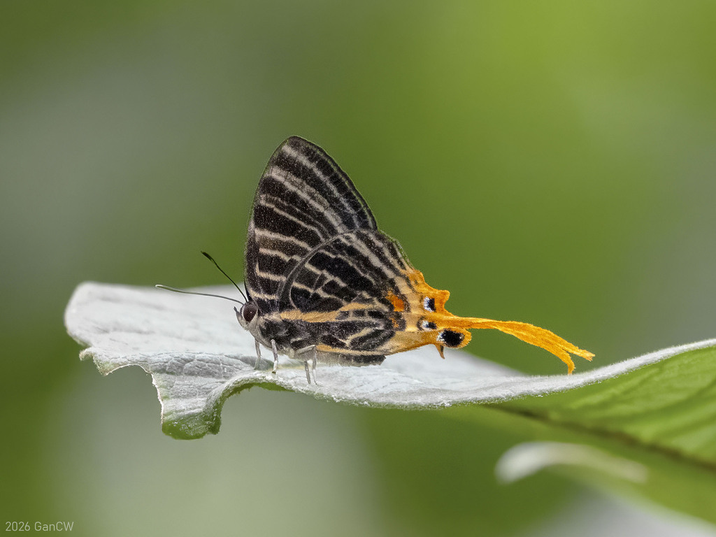Orange-tailed Plane
