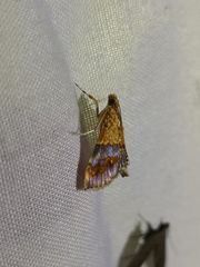 Tetracona amathealis