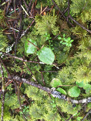 Lonicera hispidula