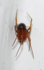 Araneae
