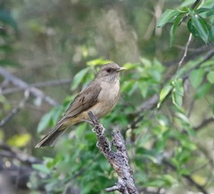 Turdus grayi
