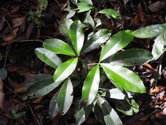 Forchhammeria trifoliata