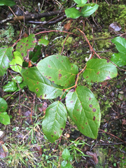 Valdensinia heterodoxa