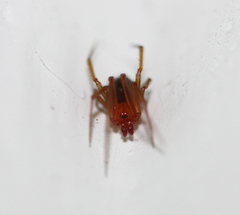 Araneae