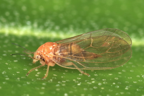 Cacopsylla elegantula