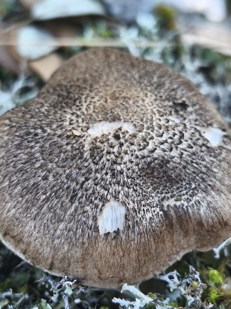 Tricholoma scalpturatum