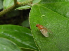 Diptera