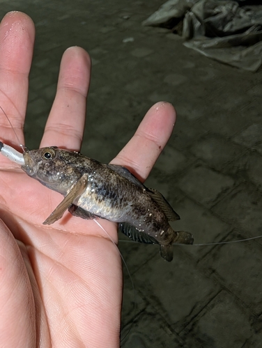 Gobius niger