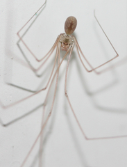 Pholcidae