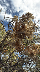 Spinoliva ilicifolia, photograph unwordly, CC BY, iNaturalist via GBIF