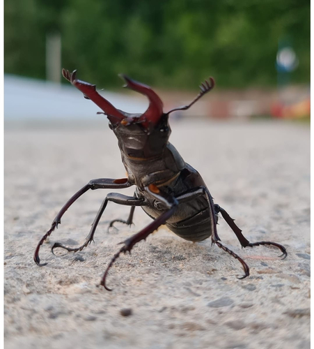 European Stag Beetle