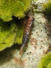Brachypodella subtilis