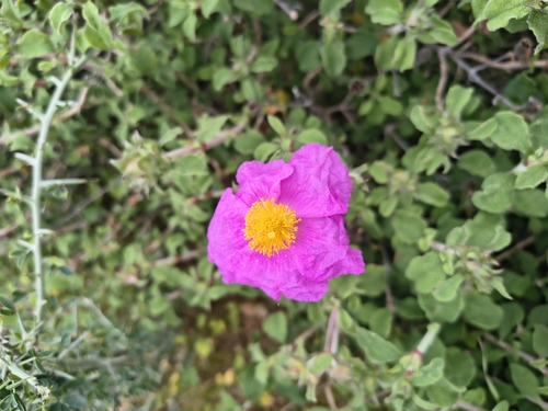 Cistus creticus