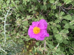 Cistus creticus