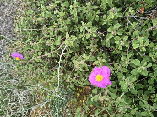 Cistus creticus