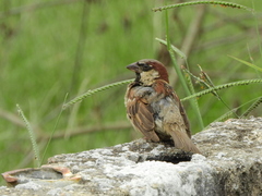 Passer domesticus