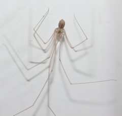 Pholcidae