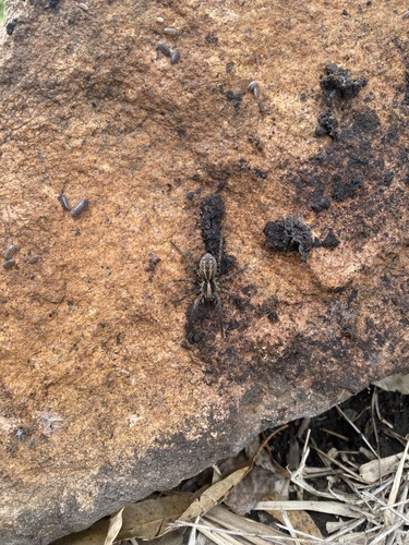 Schizocosa malitiosa