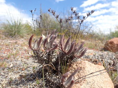 Dudleya attenuata