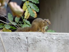 Paraxerus cepapi cepapi