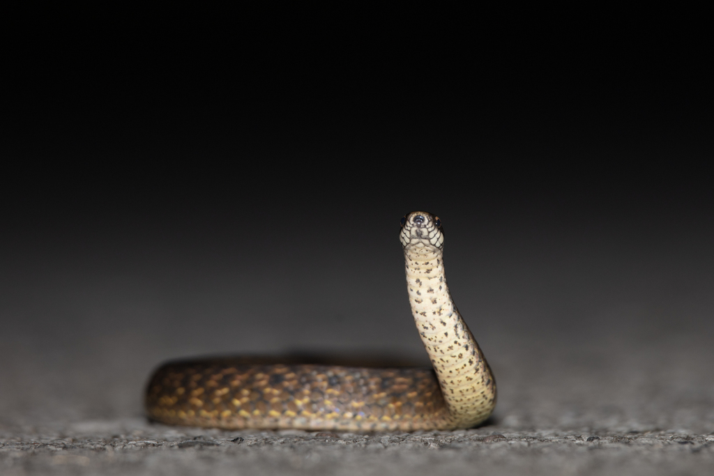 Plagiopholis pluvialis