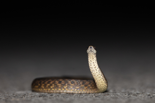 Plagiopholis pluvialis