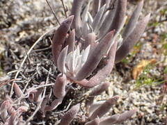 Dudleya attenuata